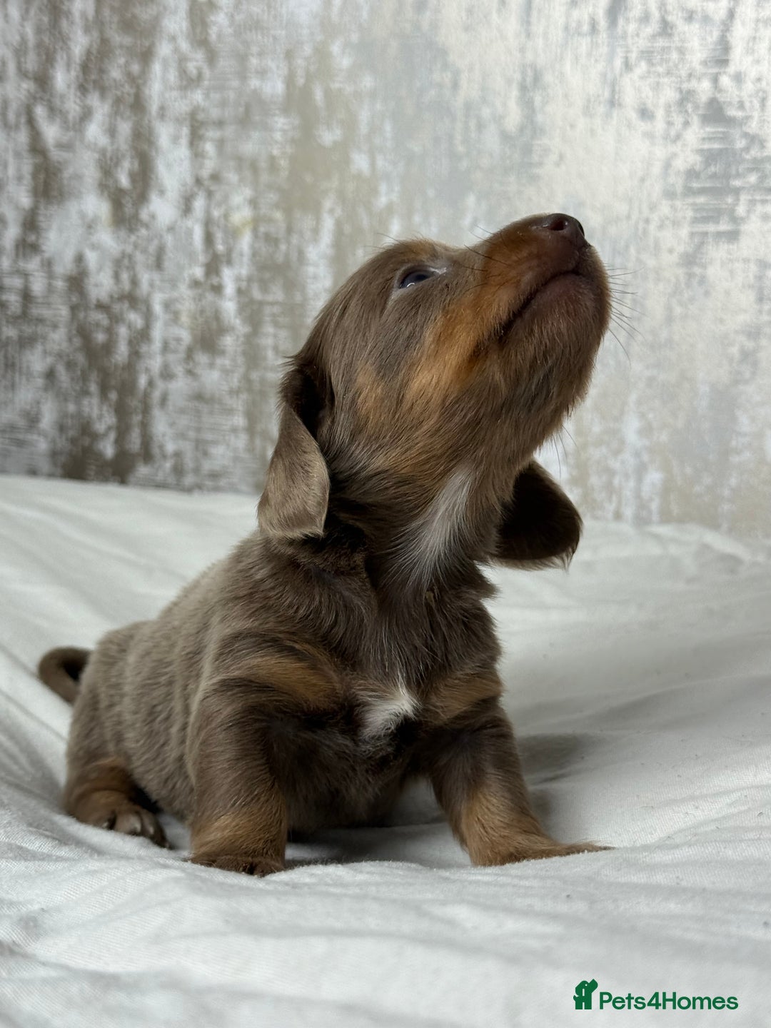 Miniature Dachshund dogs for sale: quality minature dachshunds (ready 14th october) - Image 10