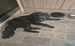 Mixed Breed dogs for sale: Sooty - Image 1