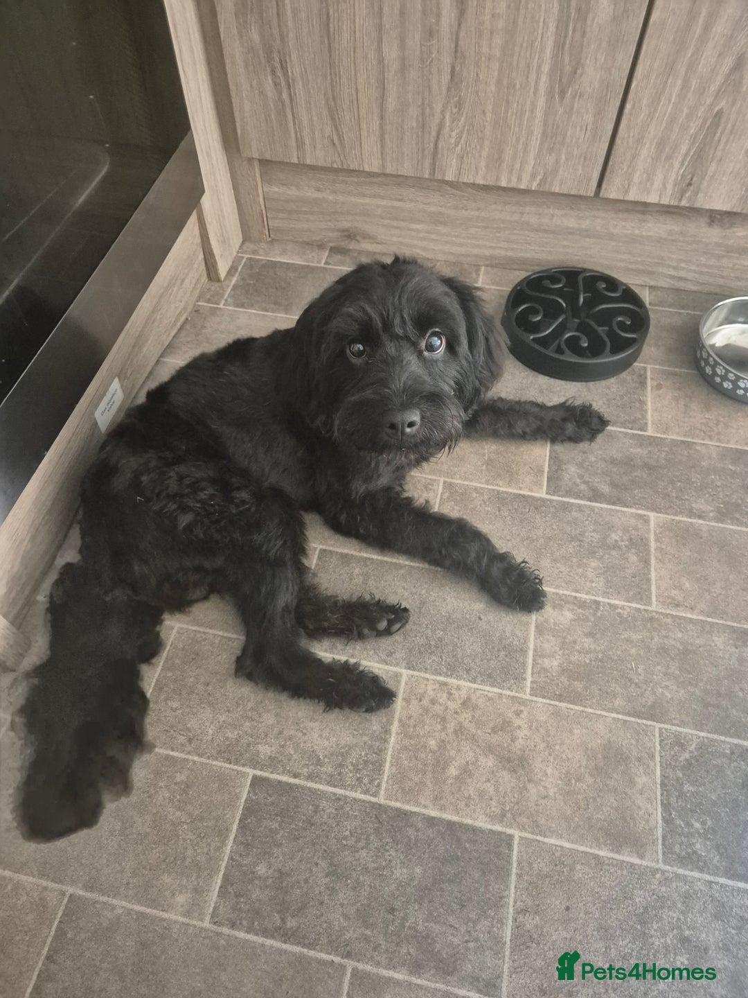 Mixed Breed dogs for sale: Sooty - Image 1