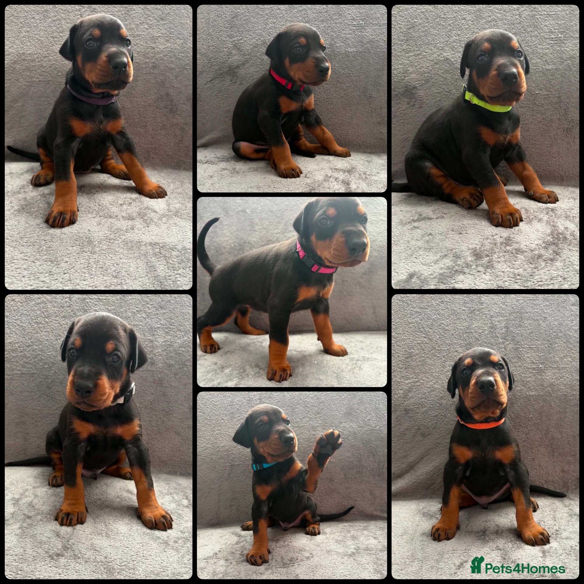 Dobermann dogs KC REGISTERED - DOBERMAN PUPPIES - Advert 4