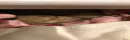 Ferret rodents for sale: Ferret for sale - Advert 4