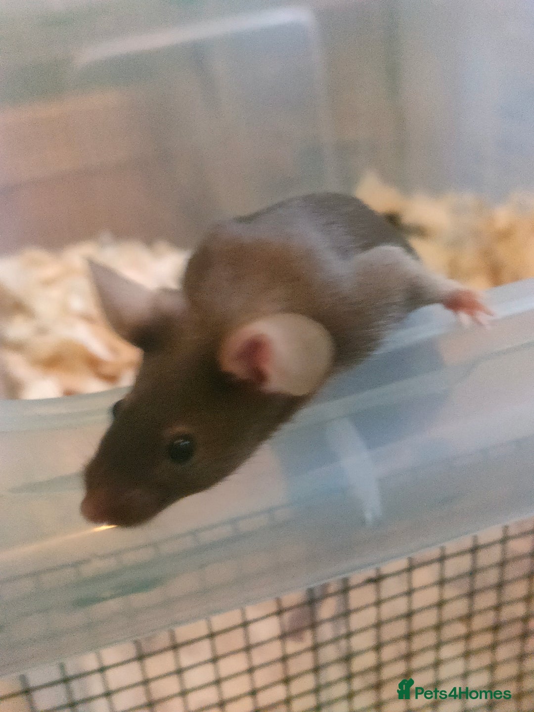 Mouse rodents for sale: Fancy mice *currently unavailable* - Advert 6