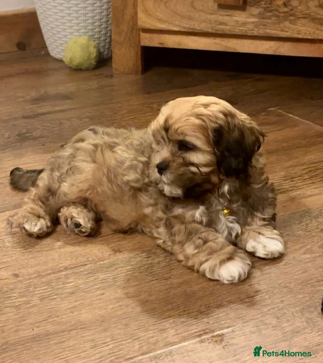 Shihpoo dogs for sale: Shihpoo - Advert 6