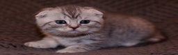 Scottish Fold cats for sale: Gorgeous Scottish Fold and straight kittens - Advert 20