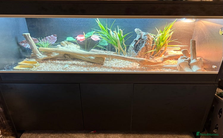 Bearded Dragon reptiles - Advert 1