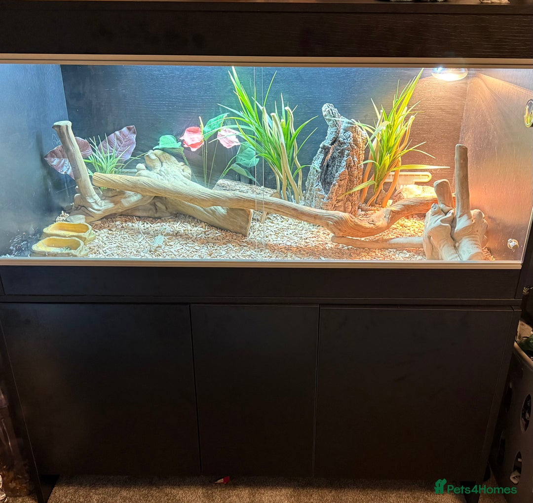 Bearded Dragon reptiles for sale: Baby bearded dragon with full set up  - Image 1