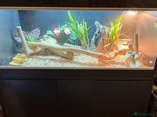 Bearded Dragon reptiles - Advert 10