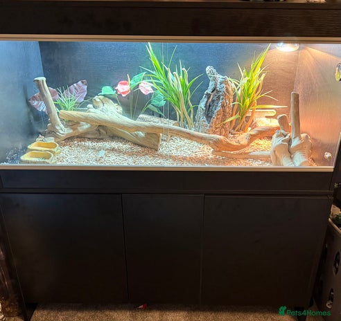 Bearded Dragon reptiles - Advert 4