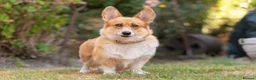 Welsh Corgi Pembroke dogs for sale: Beautiful Welsh Pembroke corgi female  - Advert 10