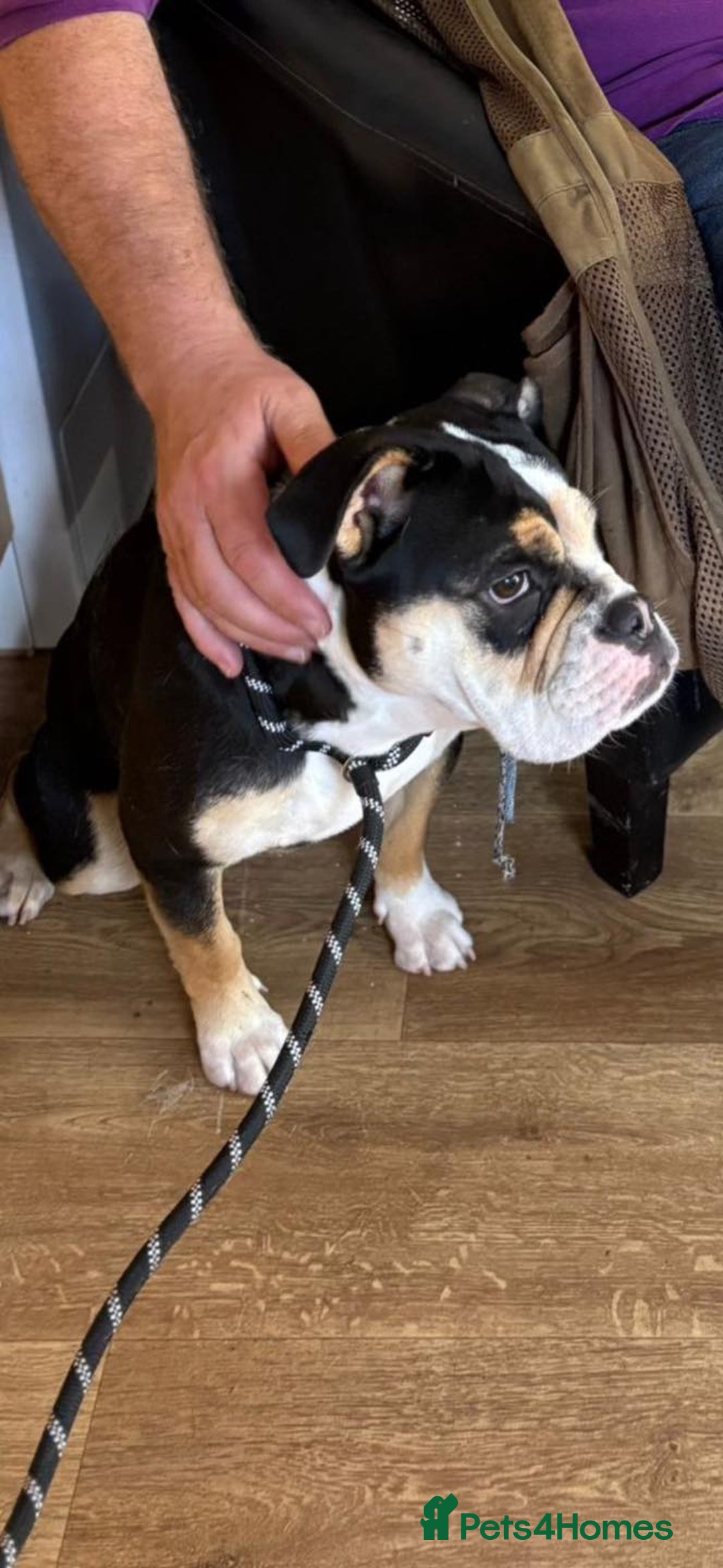 Old Tyme Bulldog dogs for adoption: Kali - Needs a foster or fva home :-) - Image 2