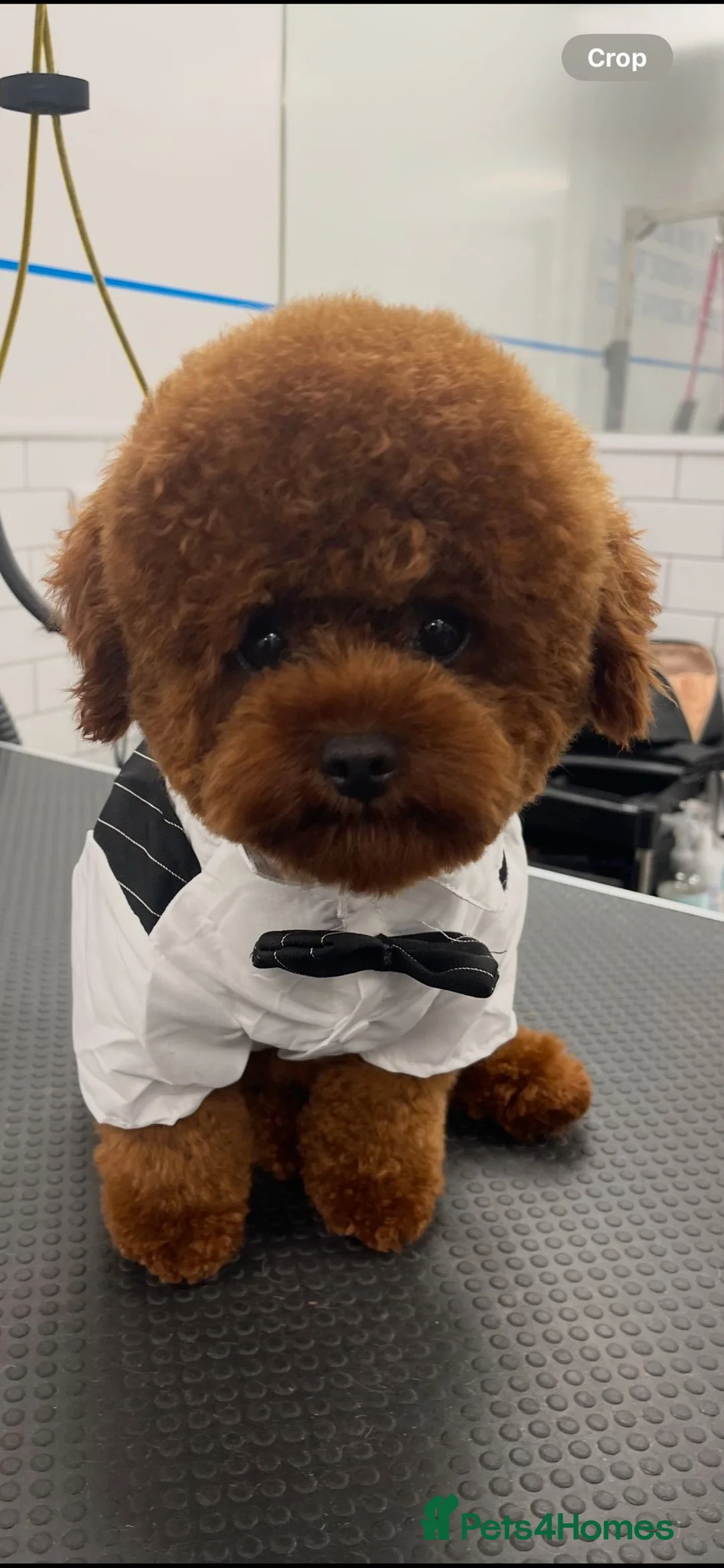 Toy Poodle dogs for stud: Asian toy poodle for stud in Uxbridge - Advert 4