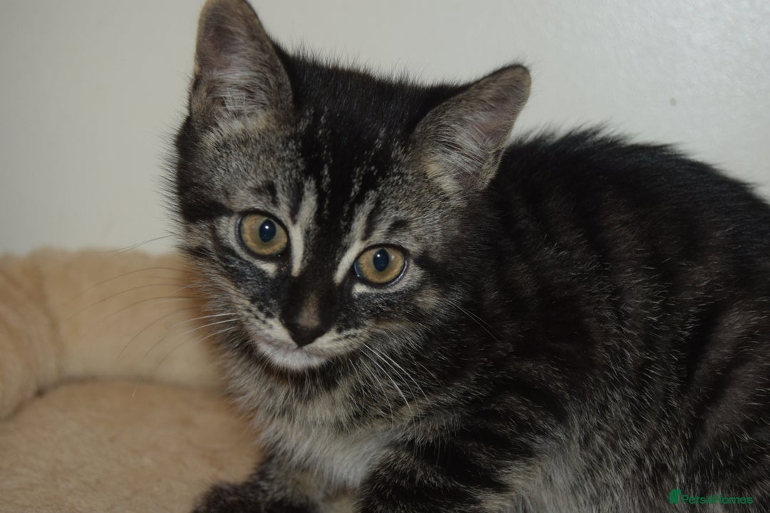 Bengal cats for sale: BEAUTIFUL HALF BENGAL KITTENS - Image 14