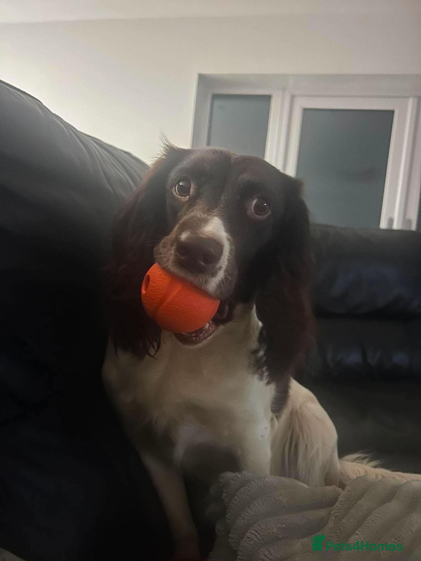 English Springer Spaniel dogs Springer Spaniel Puppies ready to leave 3rd Oct - Advert 2