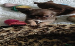 Chihuahua dogs for sale: Only one beautiful boy left,he's totally stunning  - Image 35