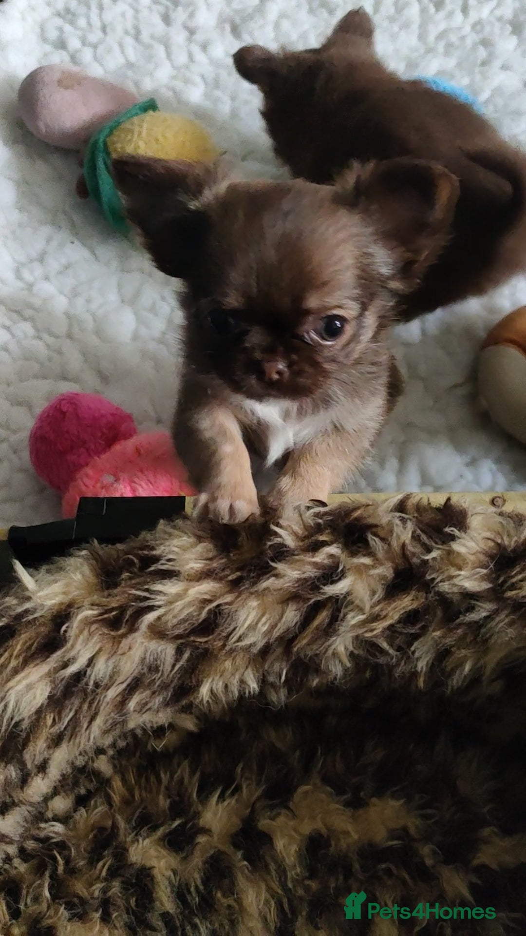 Chihuahua dogs for sale: Only one beautiful boy left,he's totally stunning  - Image 35