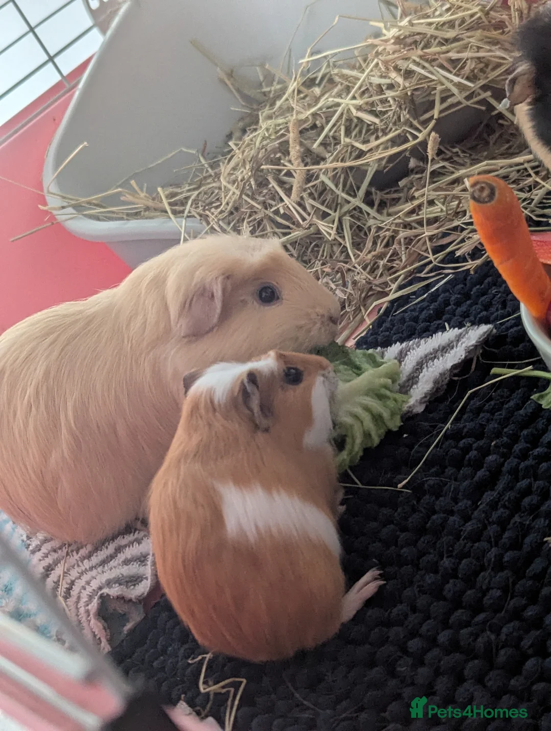 Guinea Pig rodents for sale: Beautiful Guinea pigs available soon. - Advert 8