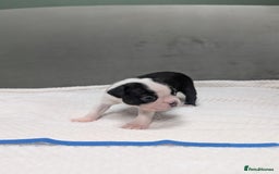 Boston Terrier dogs for sale: Beautiful Boston Boys Ready for Forever Homes - Image 6