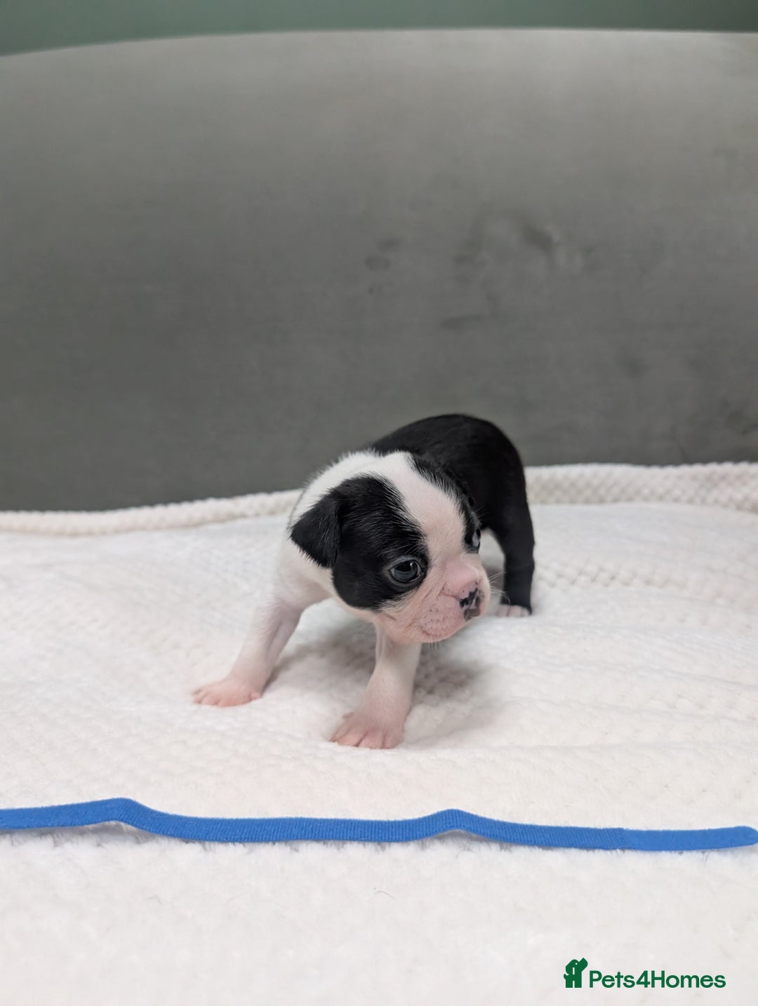 Boston Terrier dogs for sale: Beautiful Boston Boys Ready for Forever Homes - Image 6