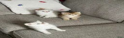 Scottish Fold cats for sale:  Beautiful Scottish Kittens  - Advert 5