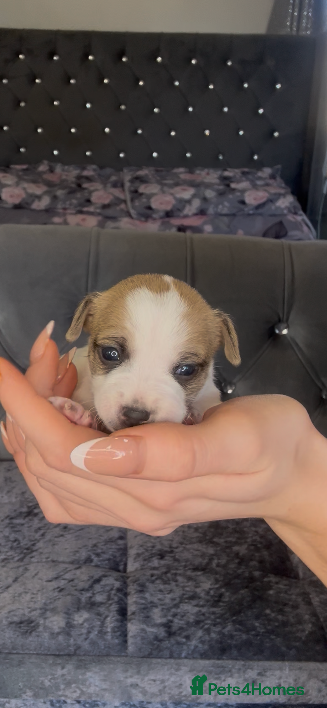 Mixed Breed dogs for sale: Chihuahua puppies  - Image 17