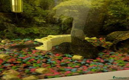 Plecos fish for sale: 18cm common pleco, male and female bristlenose  - Image 1