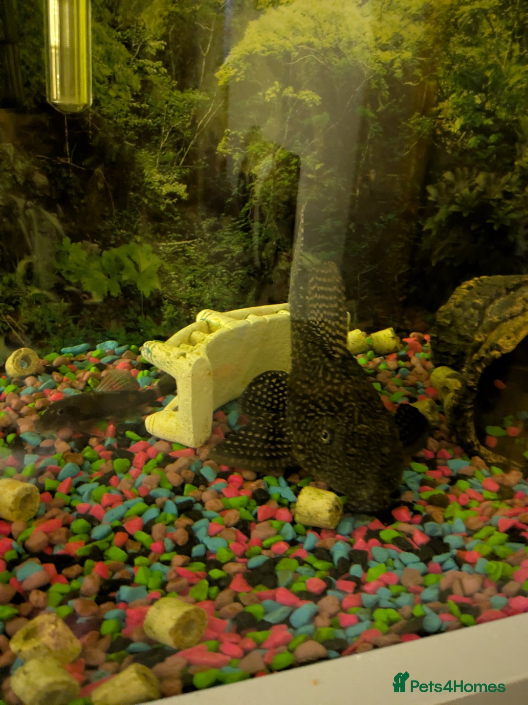 Plecos fish for sale: 18cm common pleco, male and female bristlenose  - Image 1