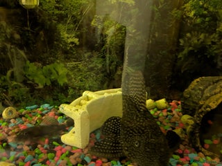 Plecos fish - Advert 1