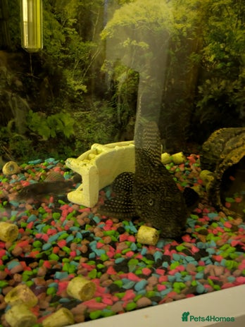 Plecos fish - Advert 1