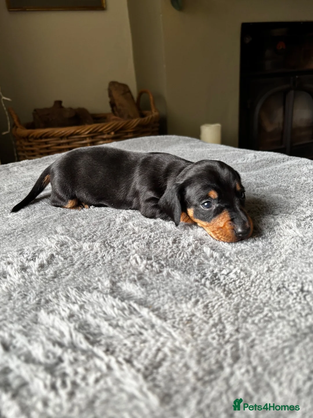 Miniature Dachshund dogs for sale: Wonderful litter of miniature dachshunds  - Advert 2