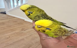 Budgerigars birds for sale: Budgies with cage - Advert 11