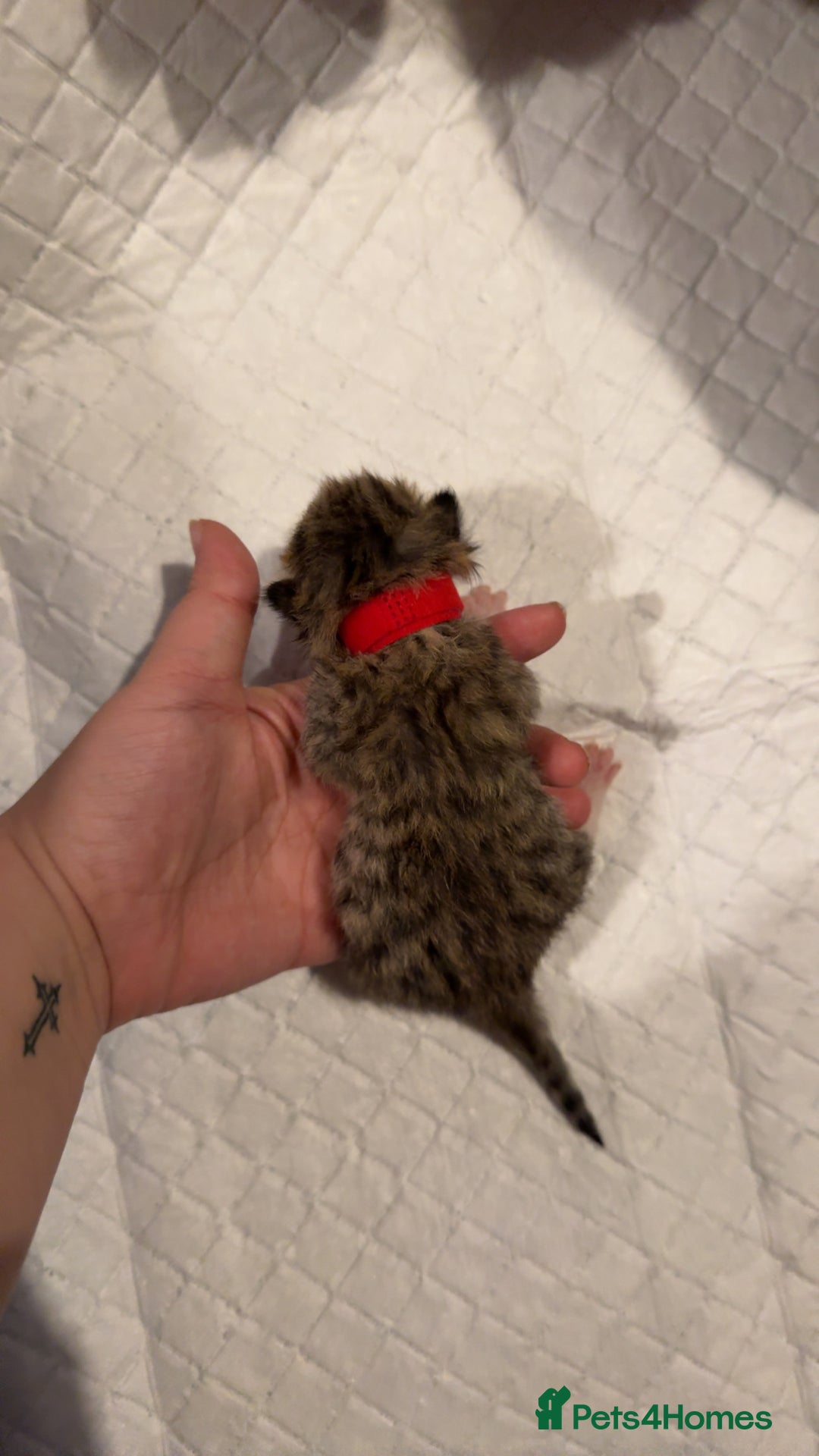Bengal cats for sale: 10 Beautiful Bengal Kittens - Image 17
