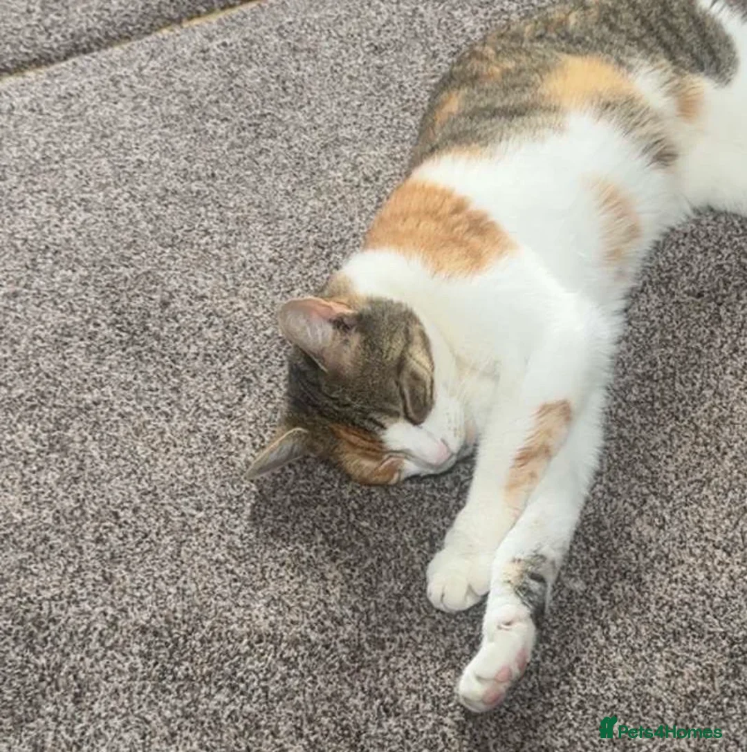 Mixed Breed cats for sale: Looking for a loving home for Rosie  - Advert 4