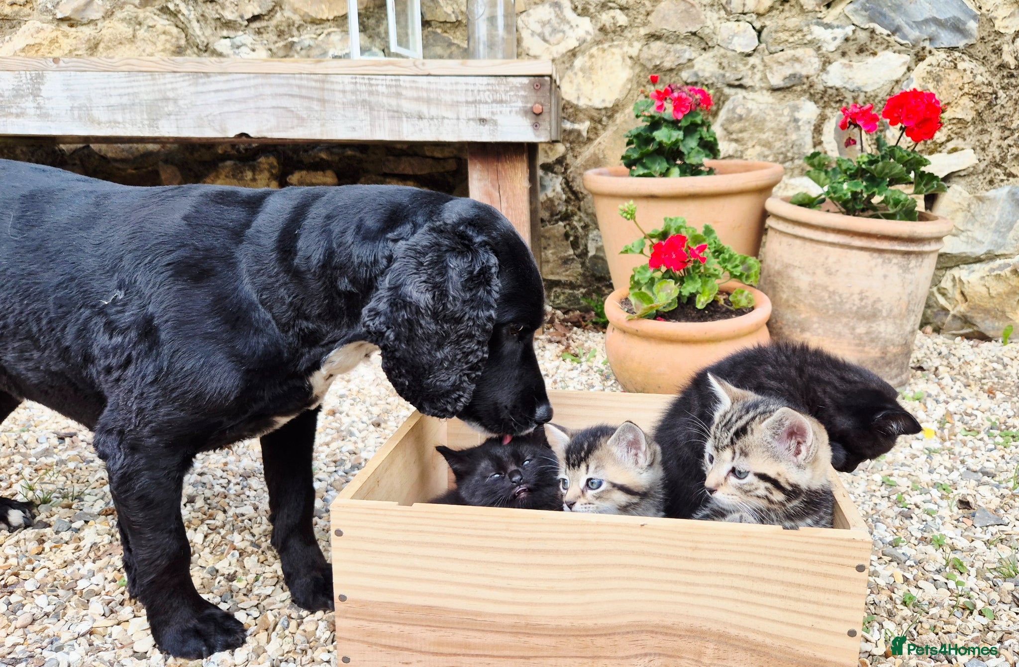 Mixed Breed cats for sale: Gorgeous Kittens for sale - Advert 2