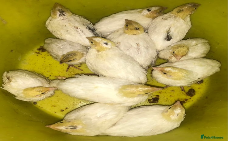Quail poultry - Advert 3