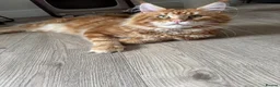 Maine Coon cats for sale: ✨5 Gorgeous GCCF Pure Bred MC kittens  in Burton-on-Trent - Advert 26