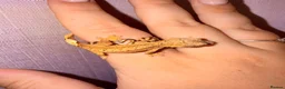 Gecko reptiles for sale: Crested Gecko Babies - Advert 20