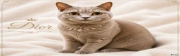 British Shorthair cats for sale: PREMIUM BRITISH SHORTHAIR KITTENS AVAILABLE - Advert 10