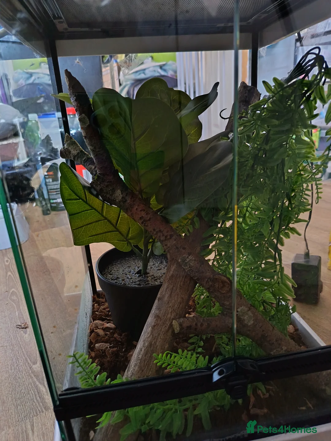 Gecko reptiles for sale: Geckos available with setups - Advert 6