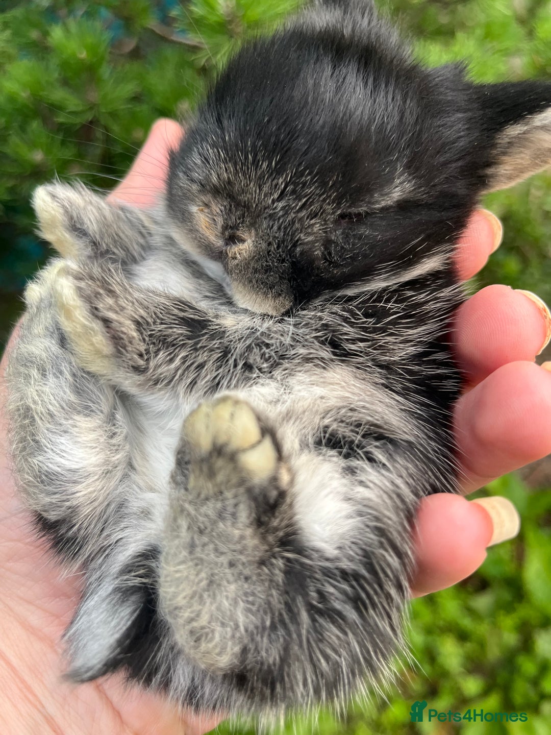 Mini Lop rabbits for sale: Four mini lop babies available, two litters - Image 4
