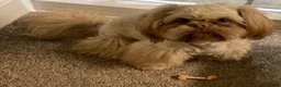 Shih Tzu dogs for sale: Stunning KC registered Imperial Shih Tzu puppies - Advert 19