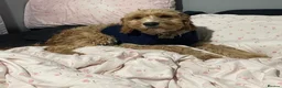 Mixed Breed dogs for sale: MIXED BREED PLEASE READ DESCRIPTION  in Stoke-on-Trent - Advert 4