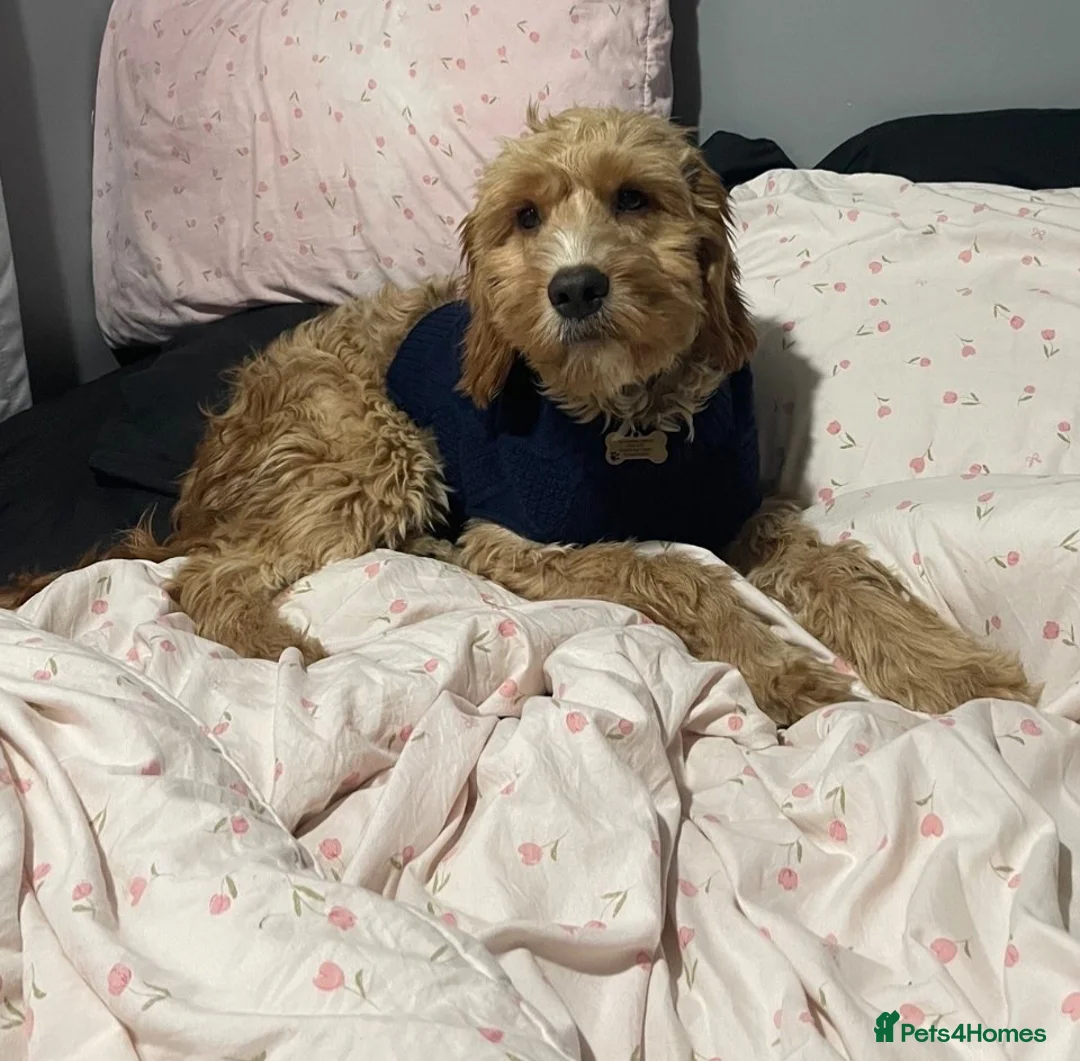 Mixed Breed dogs for sale: MIXED BREED PLEASE READ DESCRIPTION  in Stoke-on-Trent - Advert 4