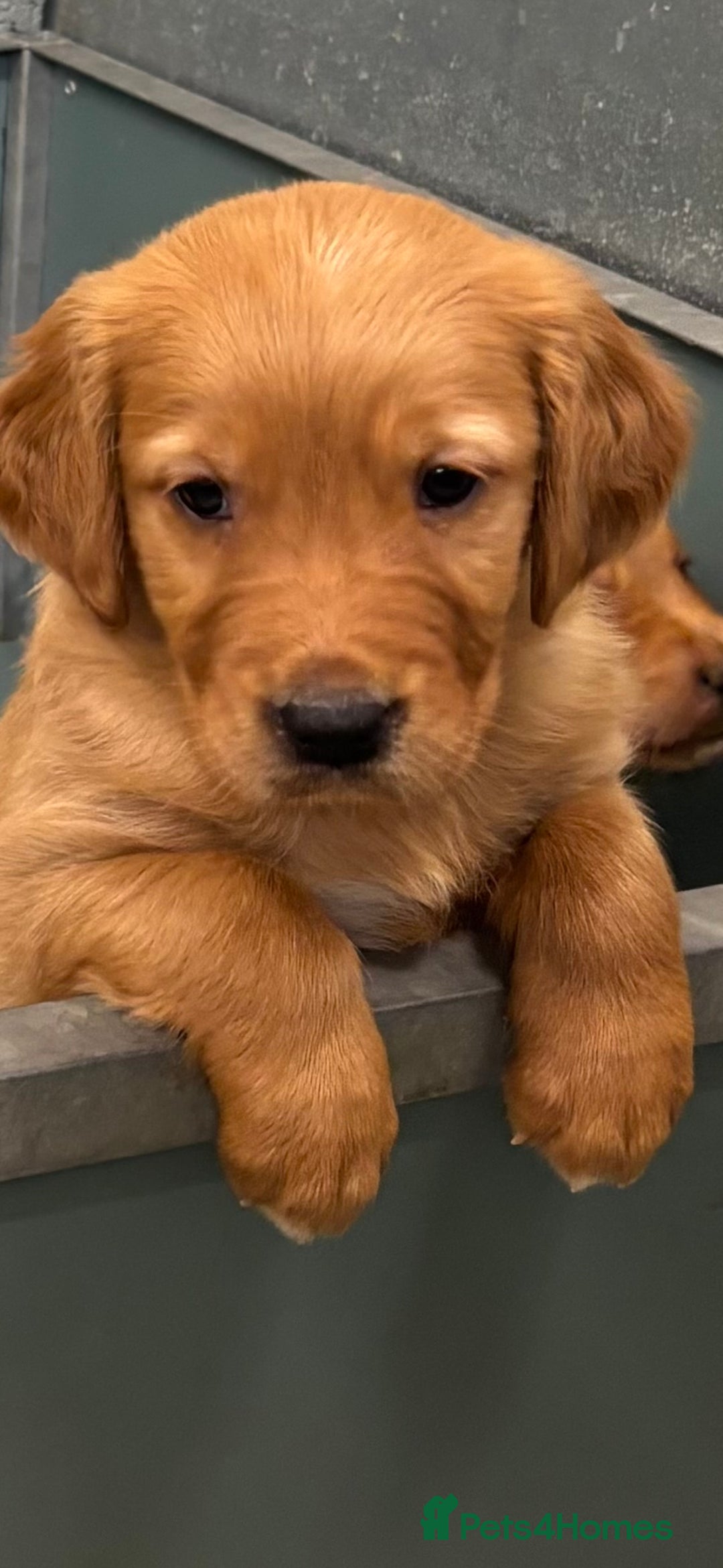 Golden Retriever dogs for sale:  Golden retriever puppies  - Advert 12