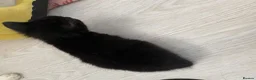 Mixed Breed cats for sale: 2 male kittens ready to leave 3rd September  - Advert 6