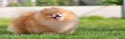 Pomeranian dogs for sale: Micro size teddy  face  - Advert 13