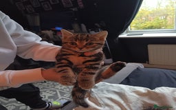 Mixed Breed cats for sale: 4 beautiful kittens - Advert 7