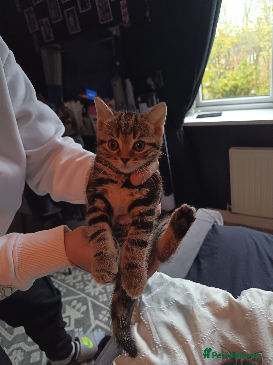 Mixed Breed cats for sale: 4 beautiful kittens - Advert 7