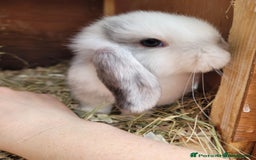 Mini Lop rabbits for sale: Two Mini Lop Bucks 🩵 - Advert 13