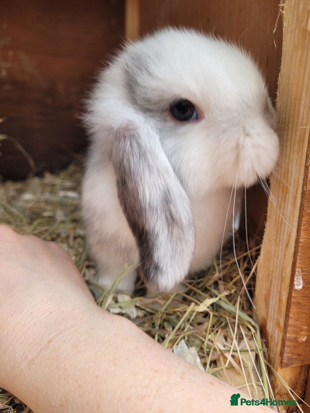 Mini Lop rabbits for sale: Two Mini Lop Bucks 🩵 - Advert 13