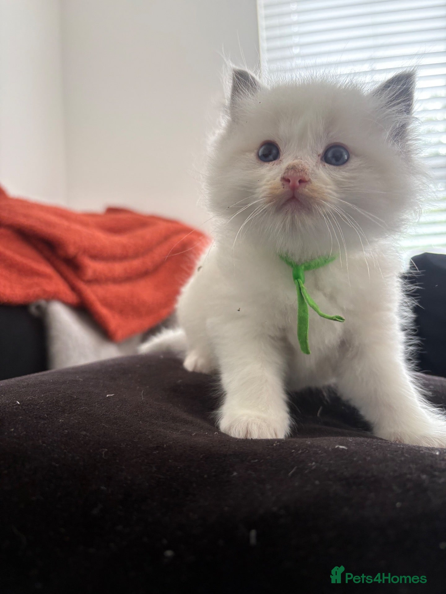 Ragdoll cats Ragdoll kittens 1 bi colour boy left  - Advert 7